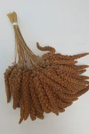 Senegalské proso v klasech