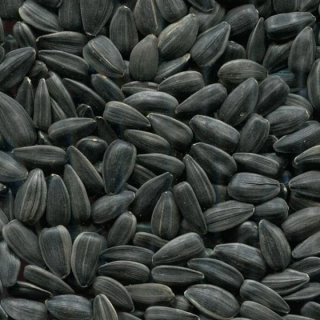Slunečnice černá
